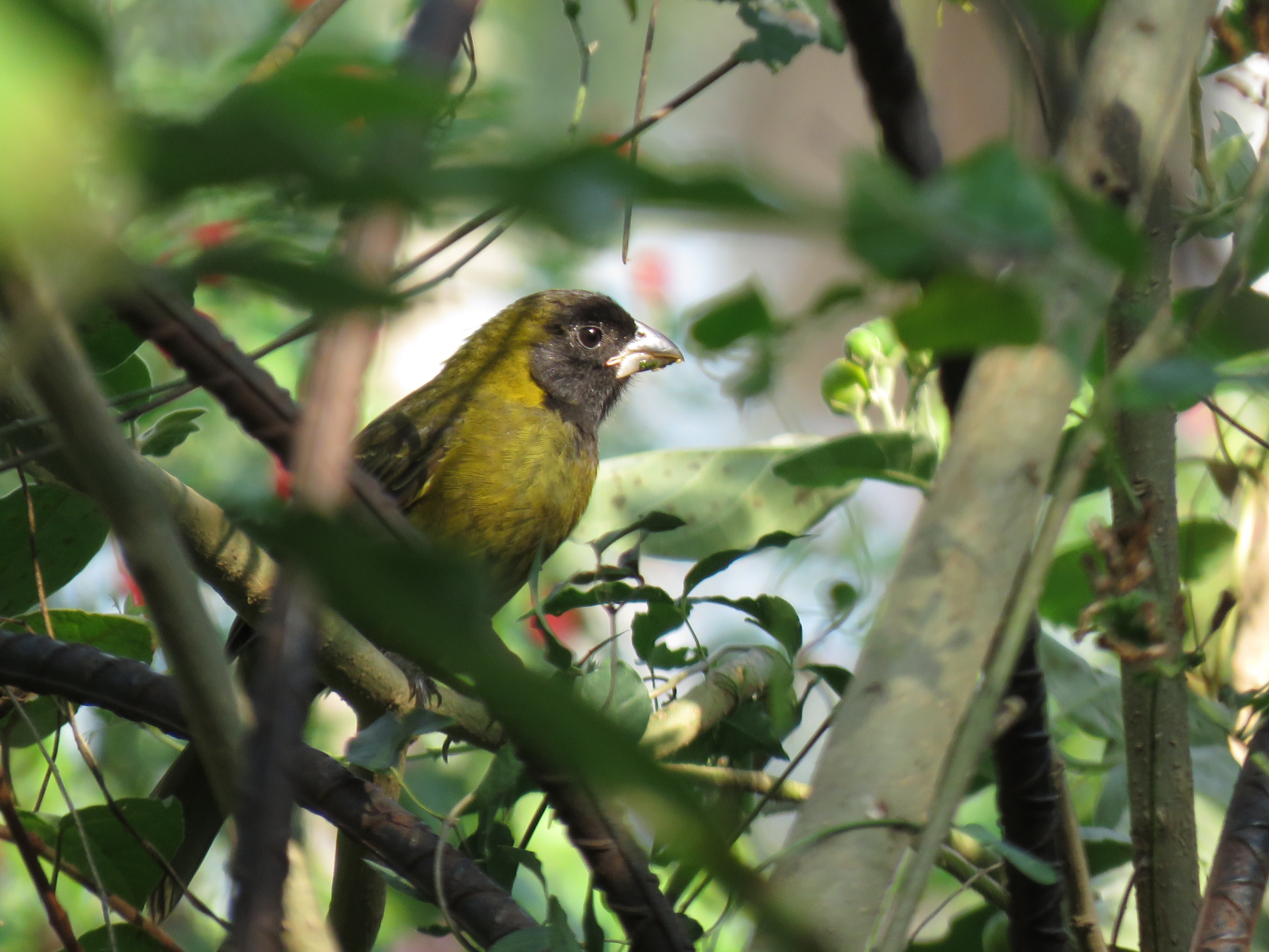 Crimson-collared Grosbeak (2020-11-27) - JB