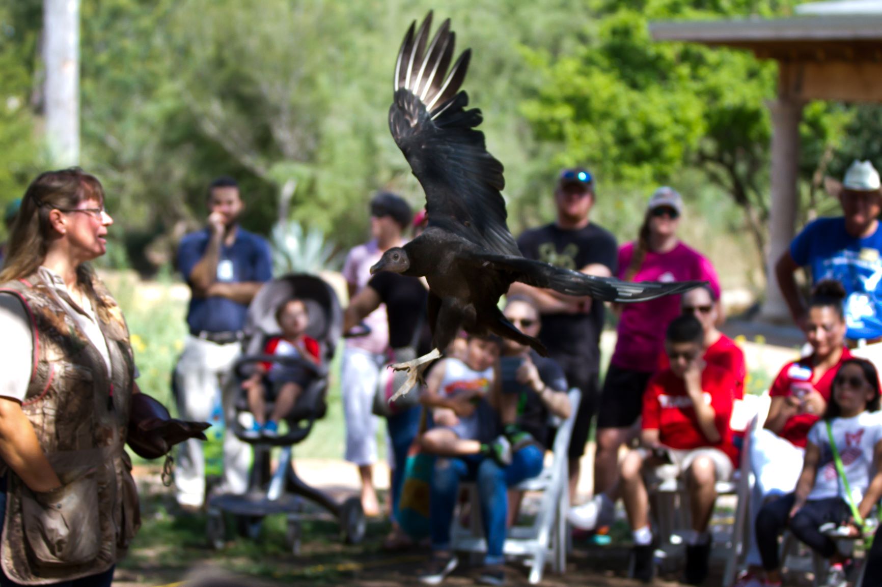 Flying Vulture